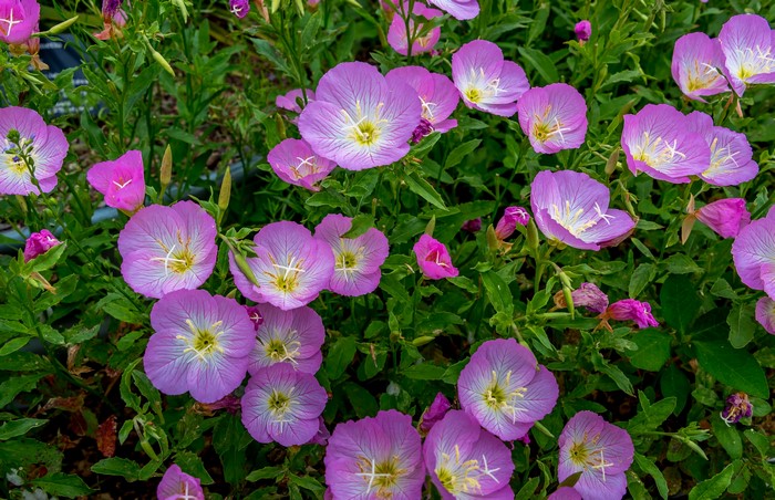 Pink Evening Primrose Flowers
