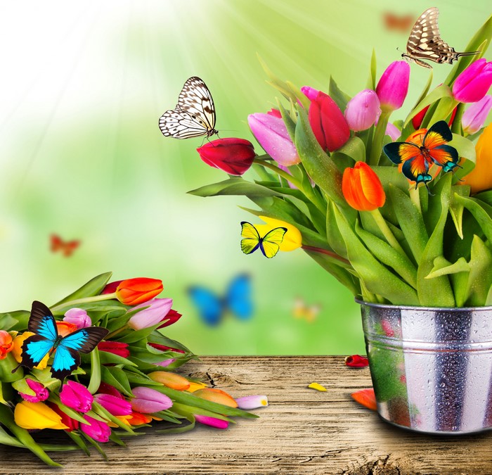 Tulips and Butterflies