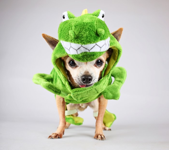Chihuahua dog wearing a green dinosaur costume