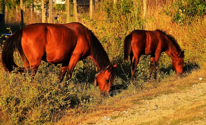 Two brown horses grazing in dry grass