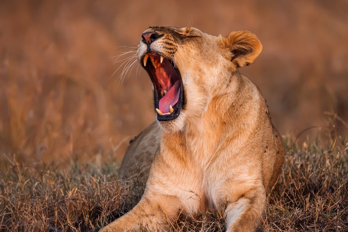 Lioness yawning in a field