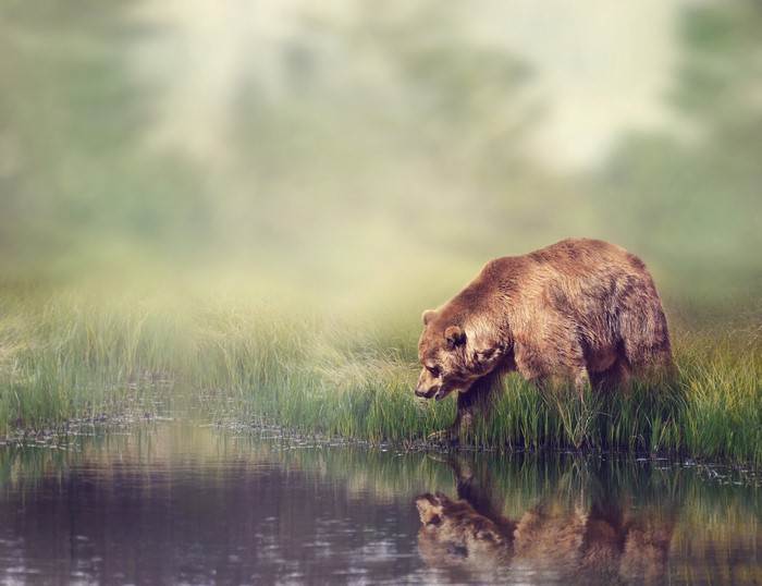 Brown Bear by the Water