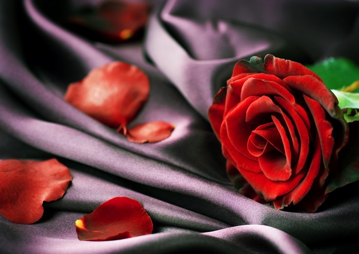 Red Rose and Petals on Purple Silk