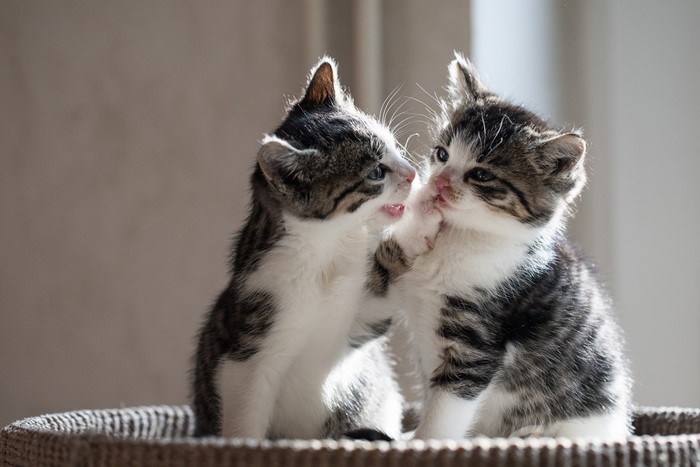 Two Tabby Kittens Playing in a Basket