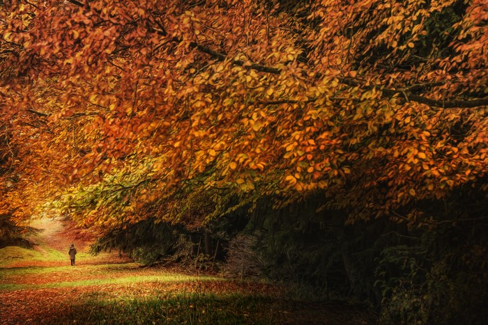 Person walking on a path in autumn foliage