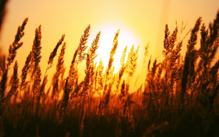 Tall grass silhouetted against a sunset