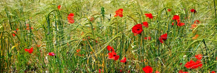 Field of poppies and wheat