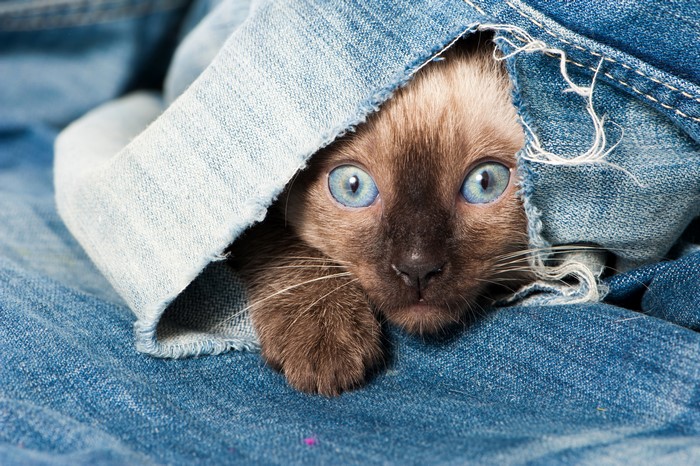 Siamese kitten peeking from blue jeans