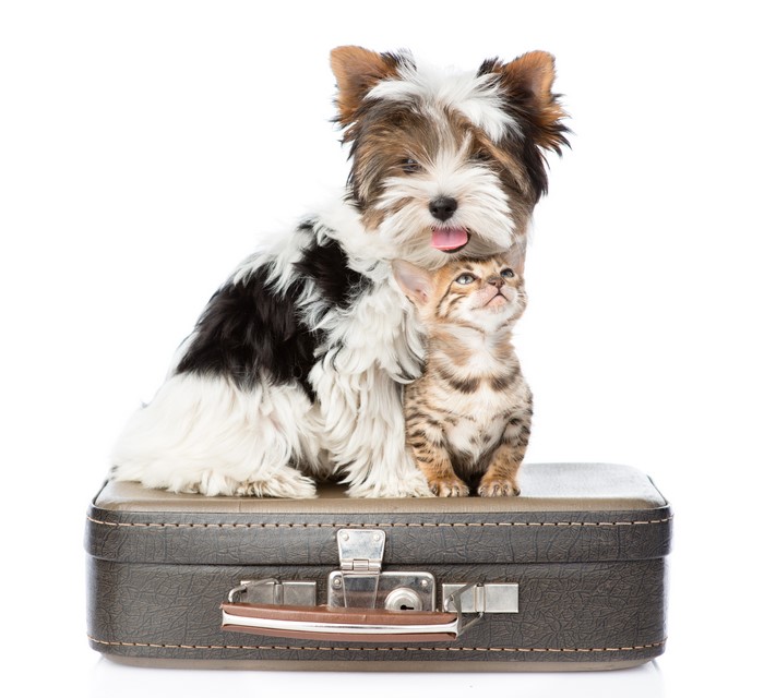 Yorkshire terrier and kitten on a suitcase