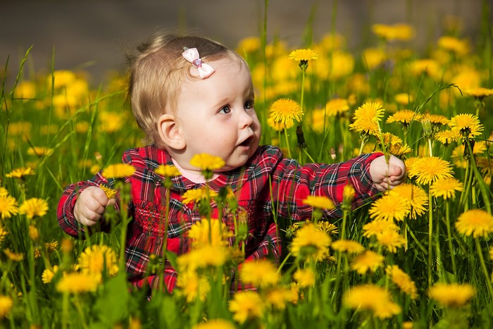 Baby girl in dandelions