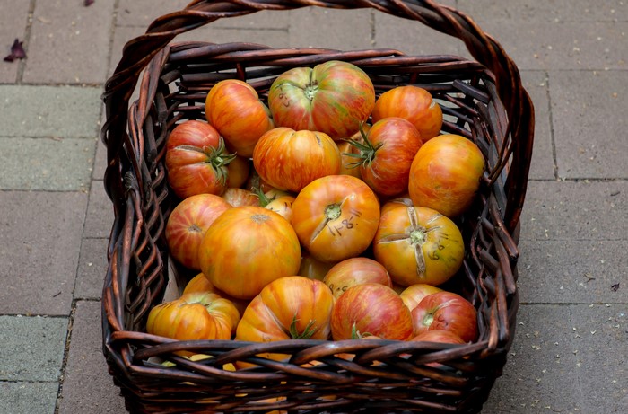 Heirloom tomatoes in a wicker basket