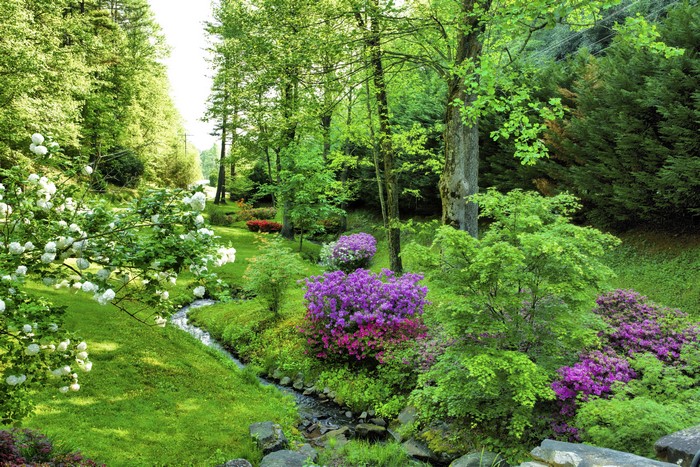 Park with trees and stream in North Carolina, USA