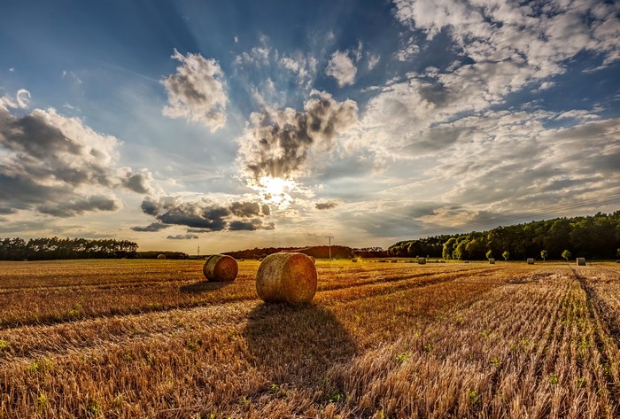Hay bales in a field at sunset