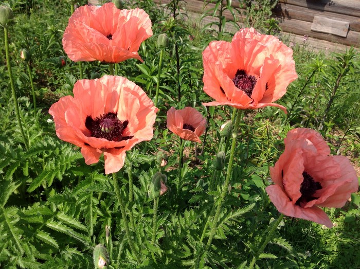 Several pink poppies with dark centers in a garden