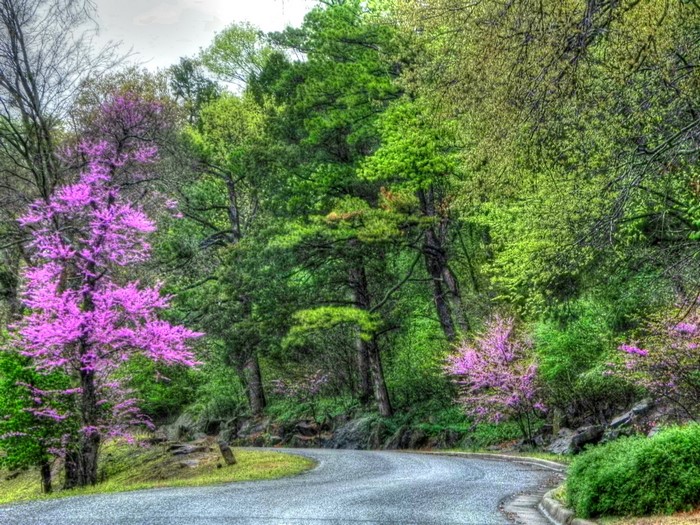 Road through a forest with blooming trees in Oklahoma, USA