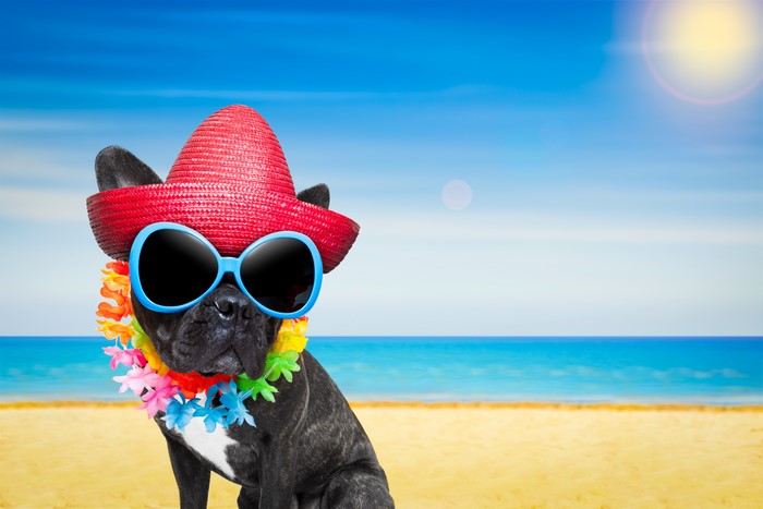 French Bulldog Wearing Hat and Sunglasses on Beach