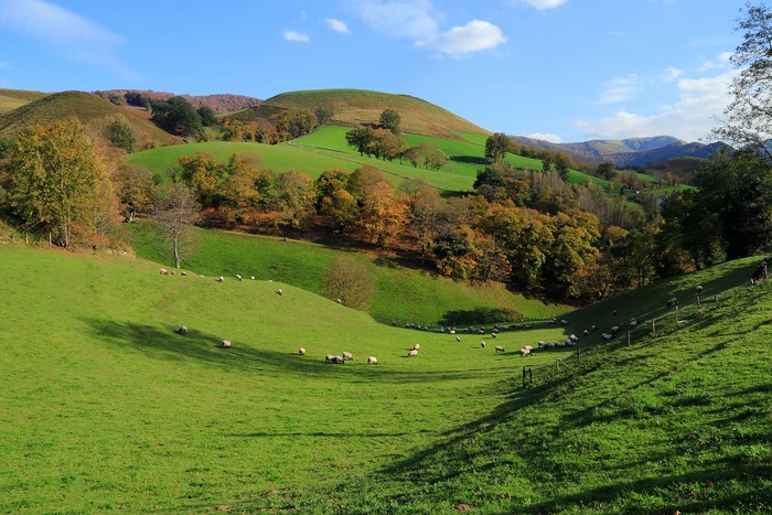 Sheep grazing in rolling green hills of Urepel, France