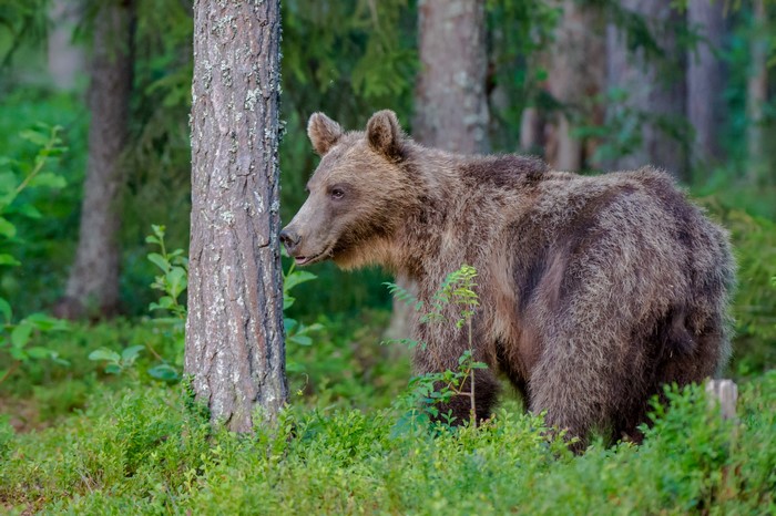 Brown bear in a forest