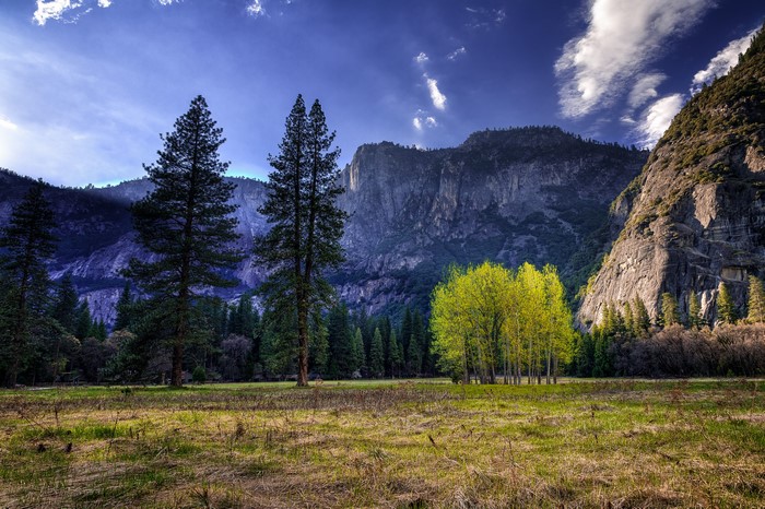 Yosemite National Park Mountains and Trees