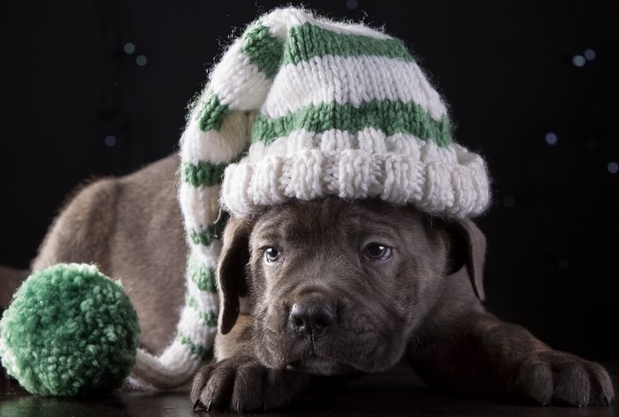 Puppy wearing a striped winter hat and scarf