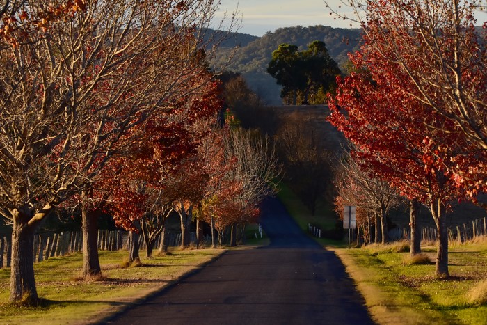 Road lined with autumn trees