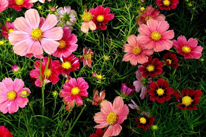 Cosmos flowers in various shades of pink and red