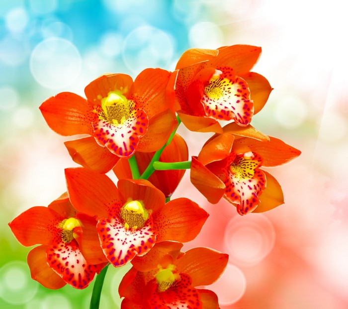 Close-up of orange orchids with bokeh background