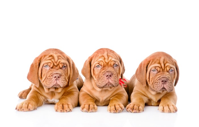 Three Dogue de Bordeaux puppies on white background