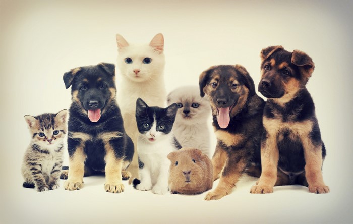 Group of puppies, kittens, and a guinea pig
