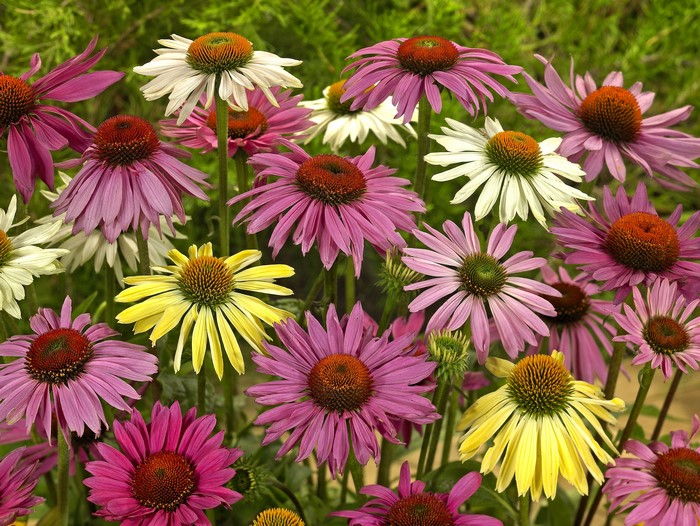 Echinacea purpurea flowers in a garden