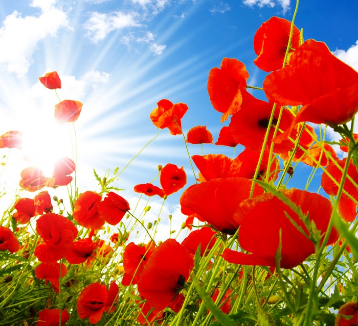Field of red poppies under a bright sun
