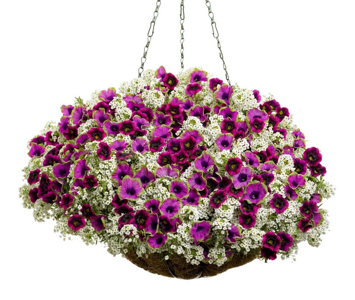 Hanging basket with purple and white flowers