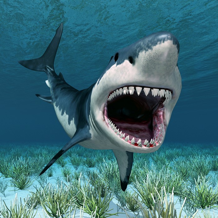 Great White Shark with open mouth underwater