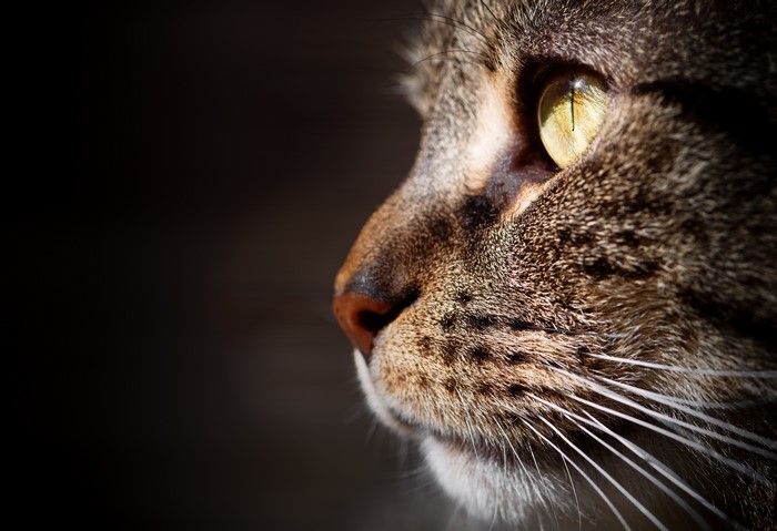 Close-up of a tabby cat's face with yellow eye