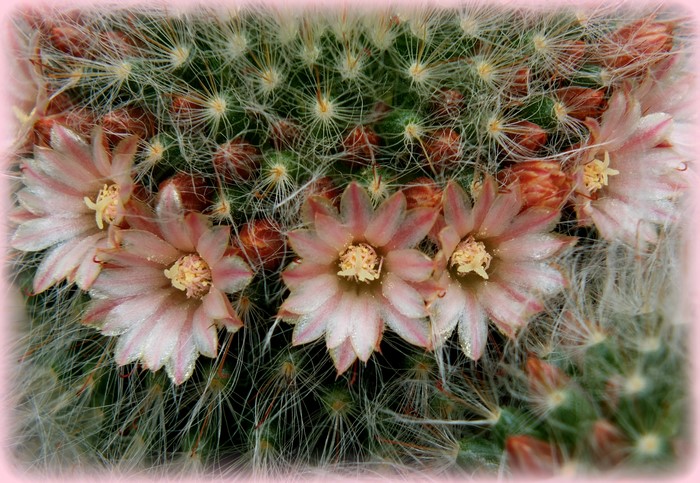 Close-up of pink cactus flowers blooming