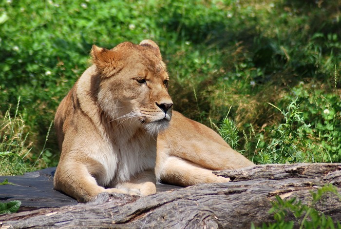 Lioness resting on a log in a grassy field