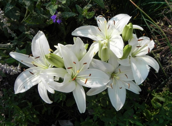 White lilies with green buds in a garden