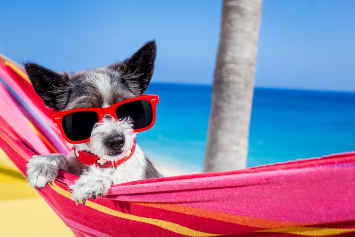 Dog wearing sunglasses in a hammock on the beach