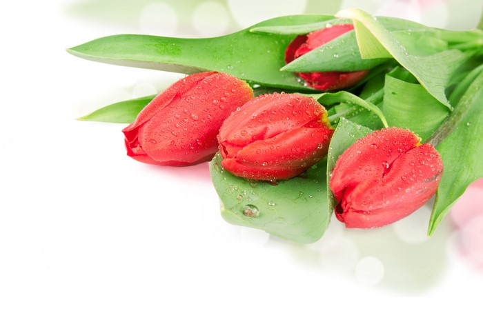 Red Tulips with Water Drops on White Background