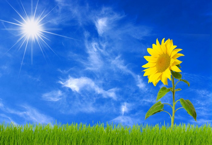 Sunflower in a Field Under a Bright Sun and Blue Sky