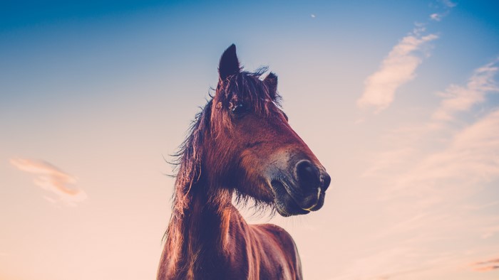 Horse head against the sky
