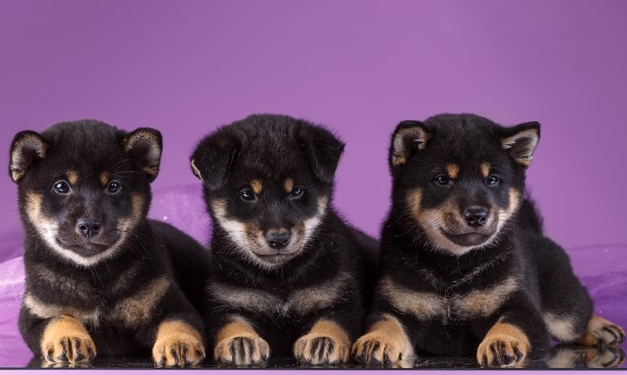 Three Shiba Inu Puppies on Purple Background
