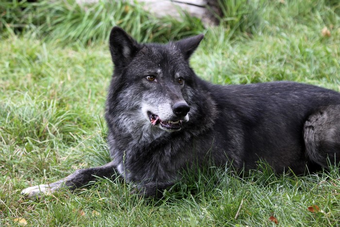 Black wolf lying in green grass