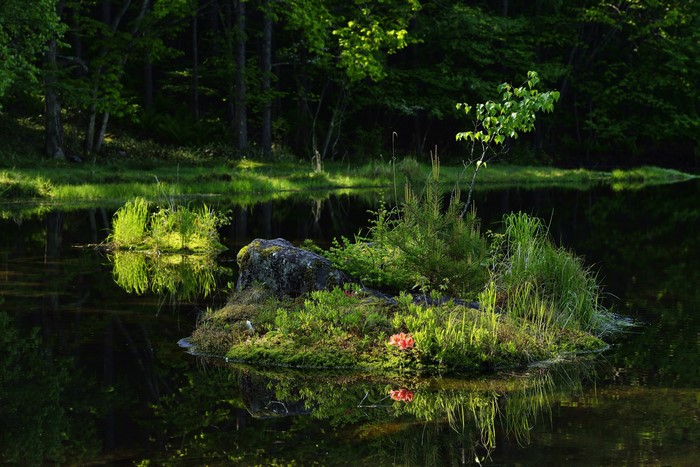 Small island with plants and flowers in a forest lake