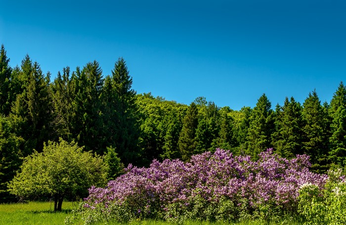 Lilac bushes and trees under a clear blue sky