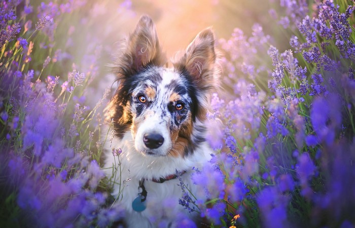 A dog in a lavender field