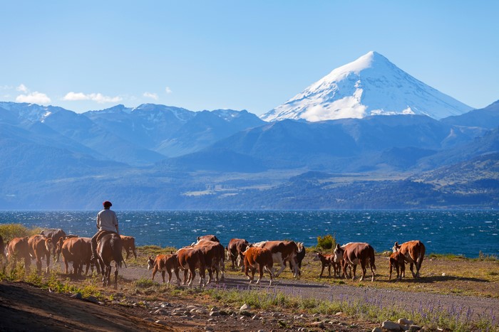 Cow herd with a cowboy and a snow-capped mountain