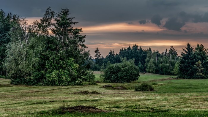 Naturpark Heidenreichsteiner Moor, Austria, trees and grass