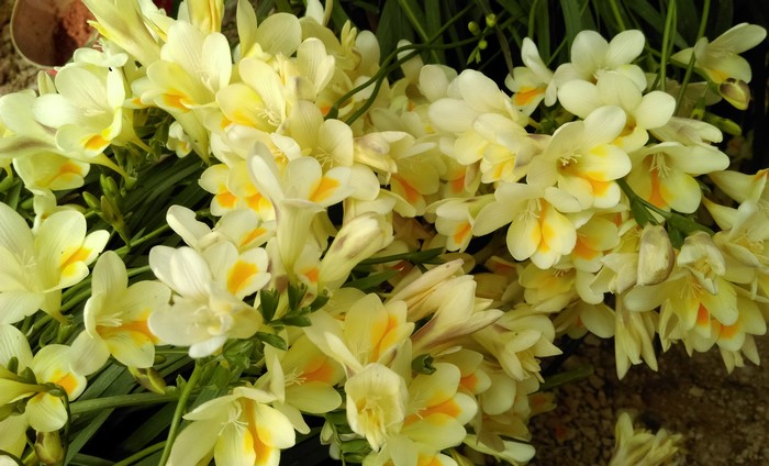 Many yellow Freesia flowers