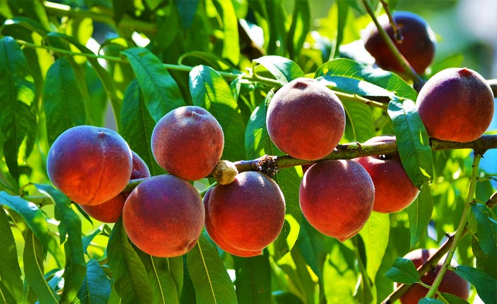 Peaches on Branches